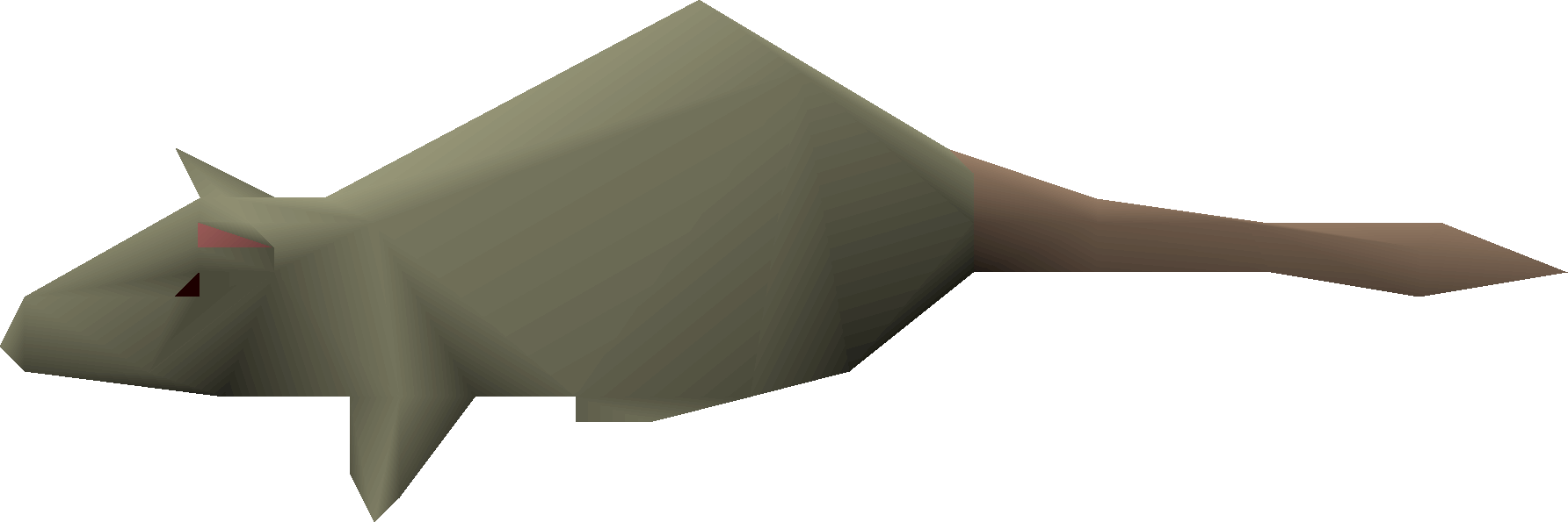 Rat